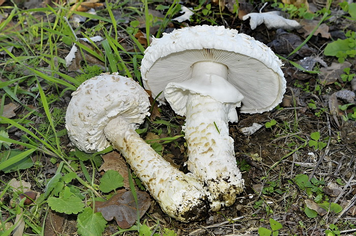 Amanita codinae ?